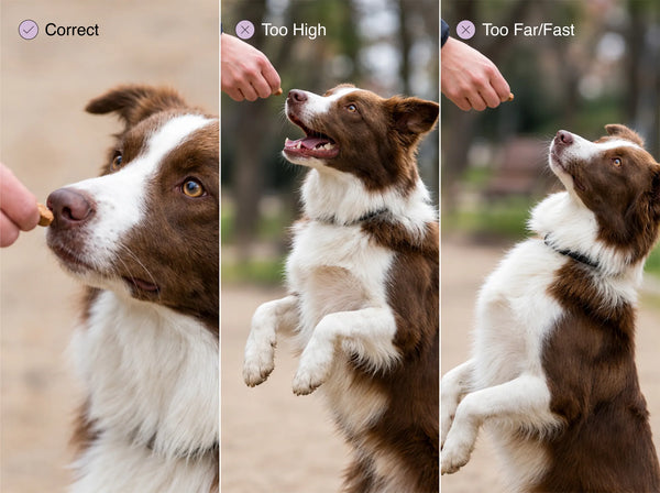 Border collie shown three ways: treat at the nose for a correct sit, held too high, and moved too far or fast