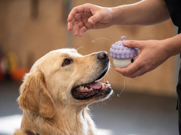 Golden retriever sitting and looking up as a trainer raises one hand and holds a treat toy in the other