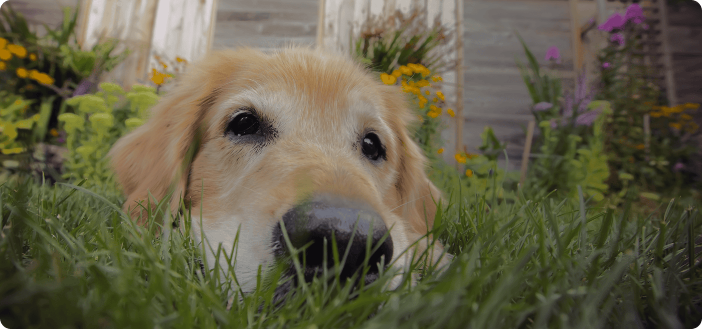 Dog relaxing outdoors