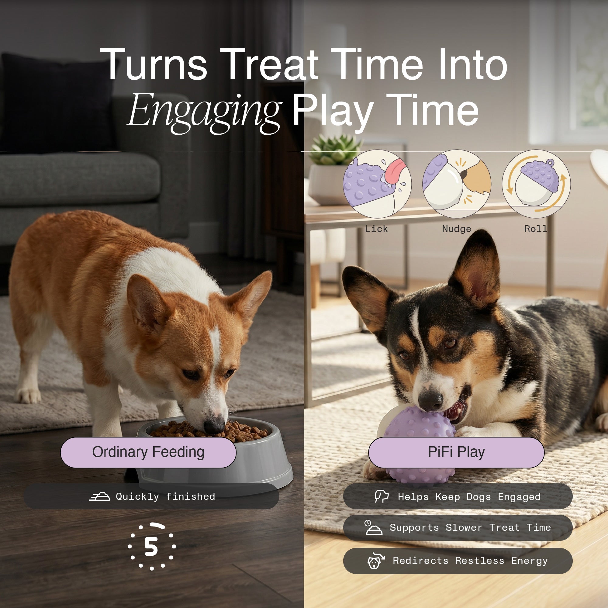 Corgi eating from a bowl compared with playing with a purple MyPiFi DentalFlex treat-dispensing dog toy.