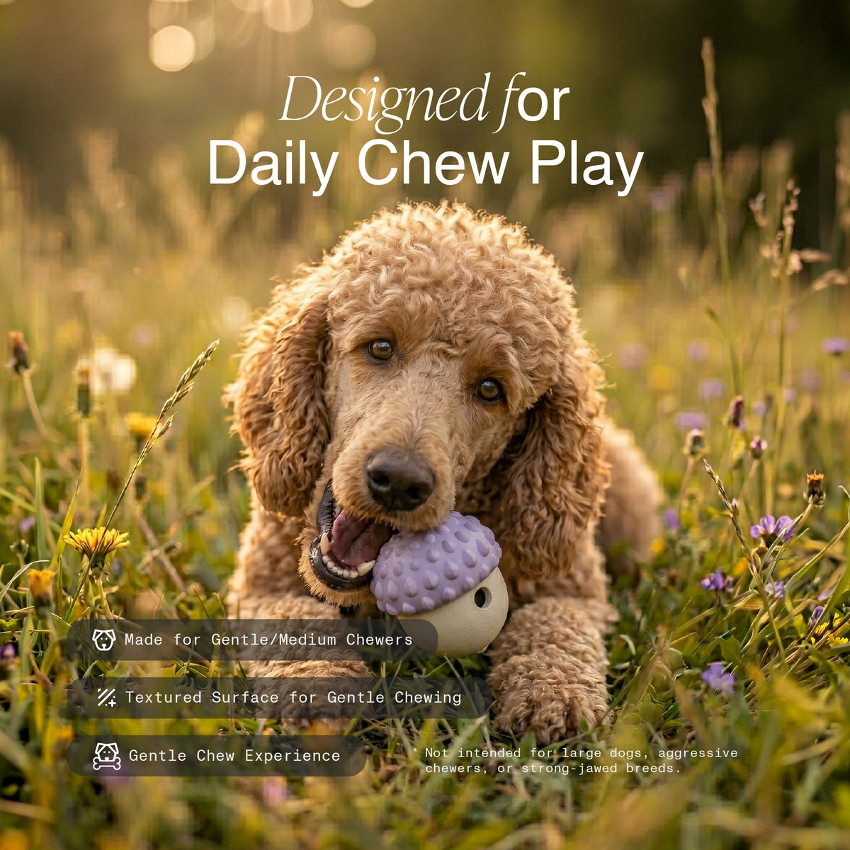 Poodle chewing a purple and cream MyPiFi DentalFlex dog chew toy outdoors, designed for gentle and moderate chewers.