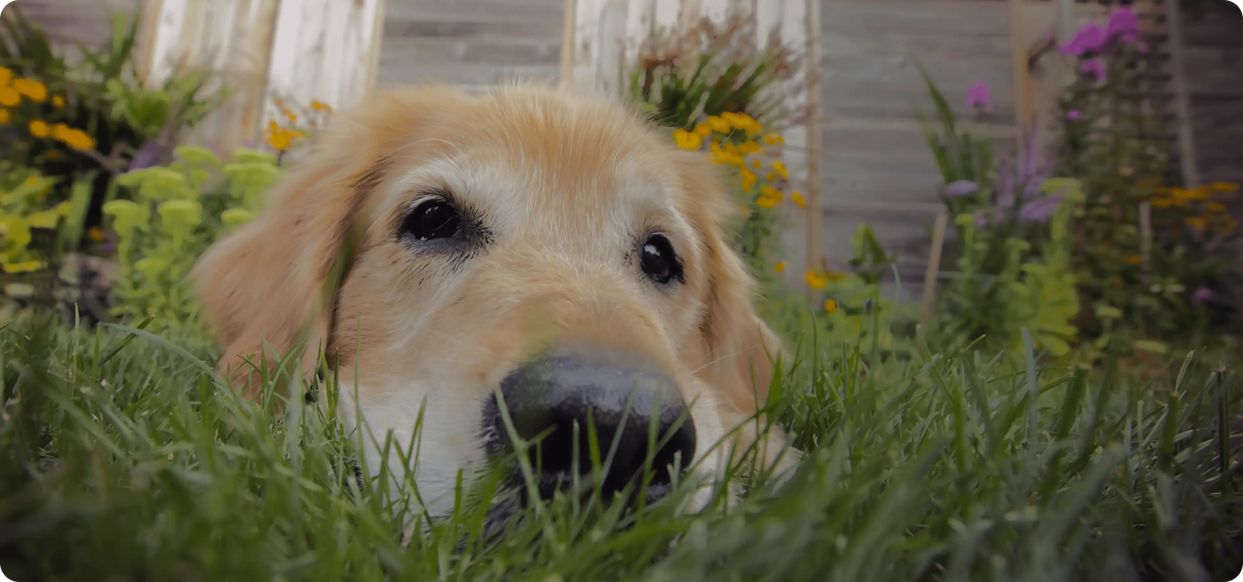 Dog relaxing outdoors
