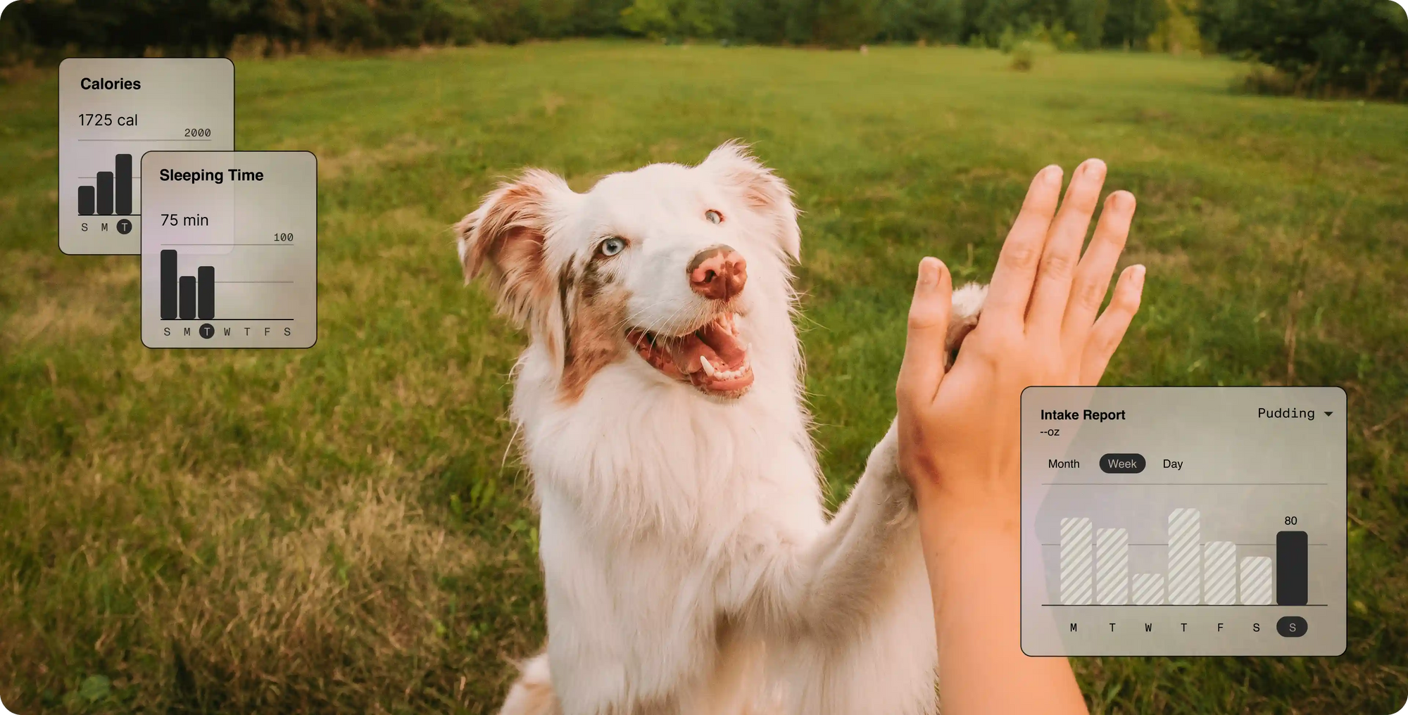 Healthier Pets Over Time