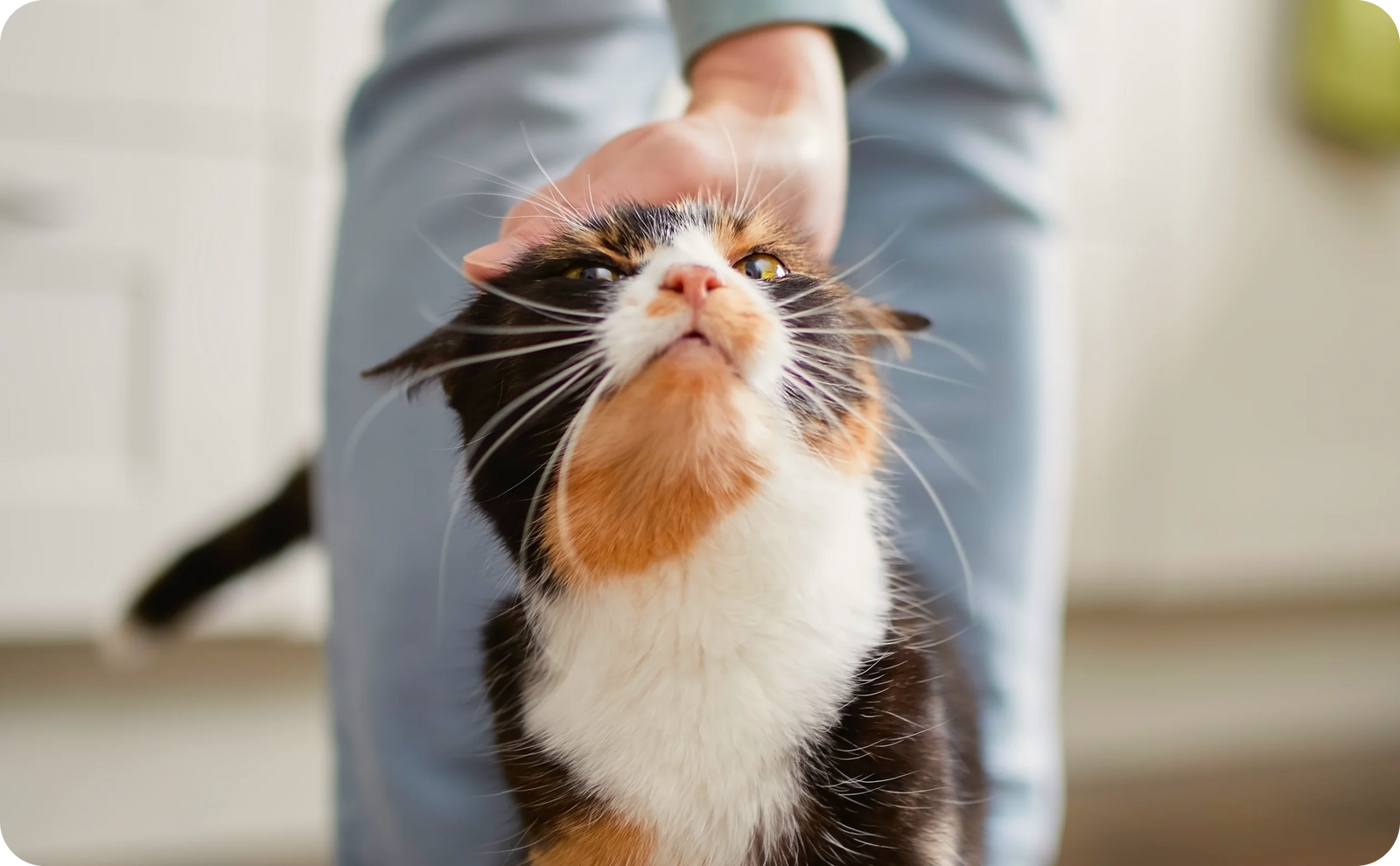 pet-owner-petting-a-cat-looking-up