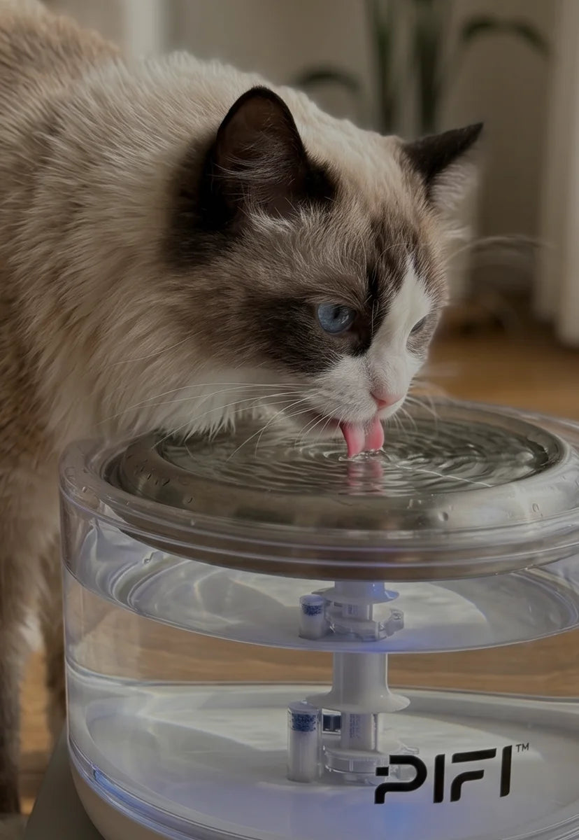 Glass Pet Water Fountain