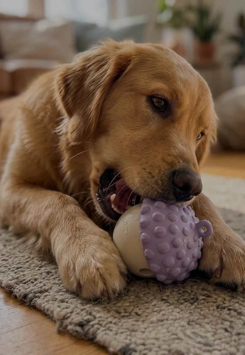 Nut Chew Toy