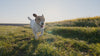 Short hero video of a happy dog running through a grassy field outdoors